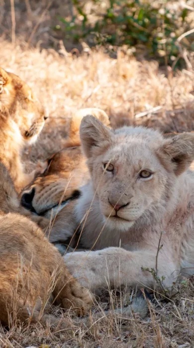 19NgalaLionCubs south africa client review yellow zebra safaris