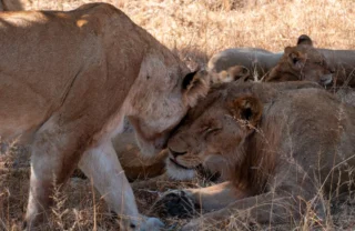 20NgalaLionPride south africa client review yellow zebra safaris