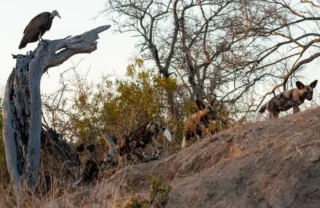 26NgalaWildDogsandVulture south africa client review yellow zebra safari