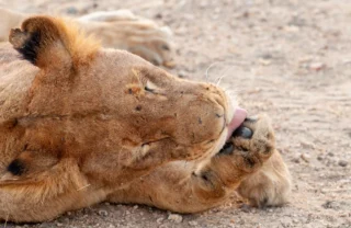 28NgalaLionLickingPaw south africa client review yellow zebra safaris