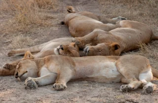 29NgalaYoungLionPride south africa client review yellow zebra safaris