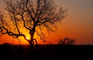 31NgalaSunset south africa client review yellow zebra safaris
