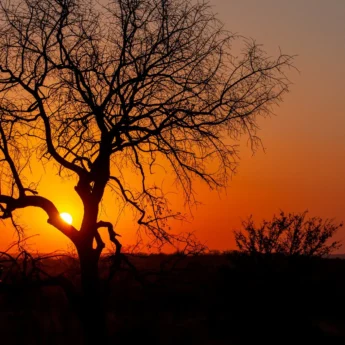 31NgalaSunset south africa client review yellow zebra safaris