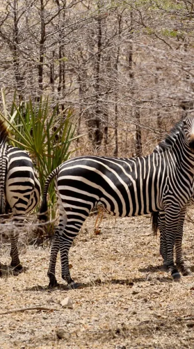 fly camping selous tanzania client blog 7