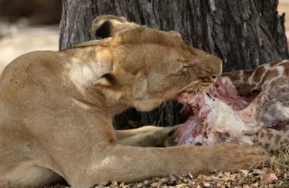 fly camping selous tanzania client blog 6