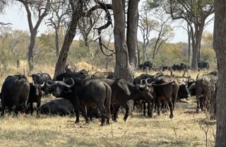 Cape Buffalo, Hwange National Park, Zimbabwe