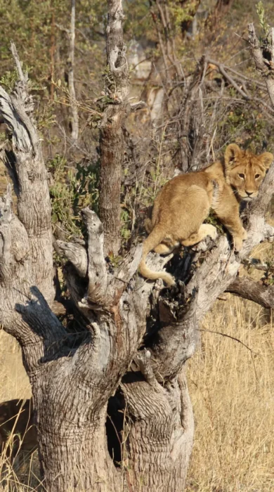 Lion in tree, Hwange National Park, Zimbabwe