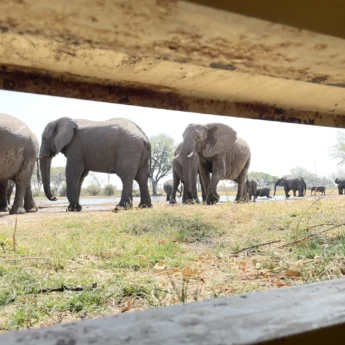 Elephant blind, Hwange National Park, Zimbabwe