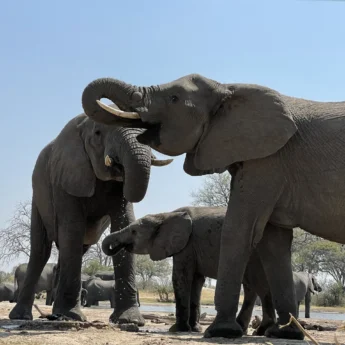 Elephants, Hwange National Park, Zimbabwe
