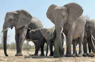 Elephant herd, Hwange National Park, Zimbabwe