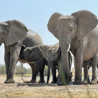 Elephant herd, Hwange National Park, Zimbabwe