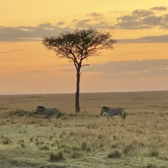 Zebra at sunset, Masaai Mara, Kenya