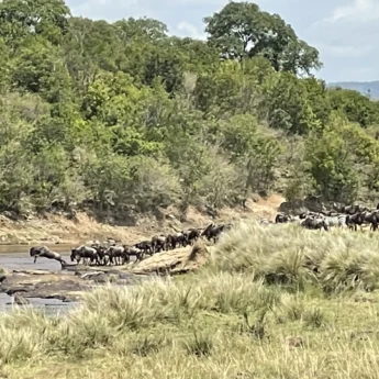 Wildebeest great migration crossing, Maasai Mara, Kenya