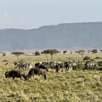 Wildlife, Maasai Mara, Kenya