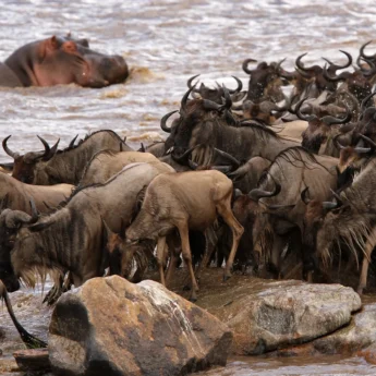 wildebeest, songo migrational camp, serengeti, tanzania