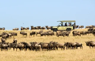 A herd of wildebeest graze on a hillside, overlooked by a safari truck, Ubuntu Camp, Serengeti, Tanzania - Yellow Zebra Safari