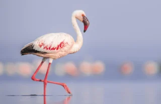 flamingo close up, lake nakuru, kenya