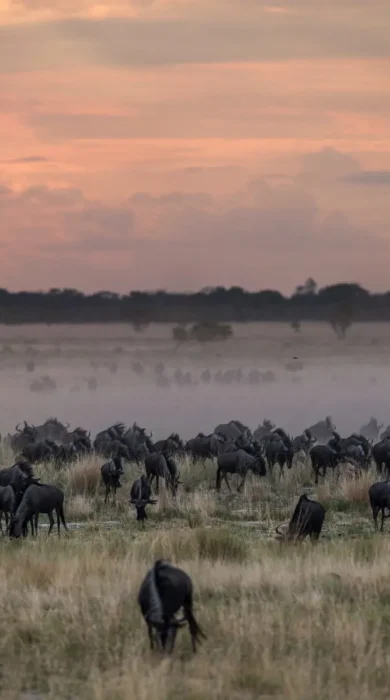 the great wildebeest migration, liuwa plain, zambia safaris
