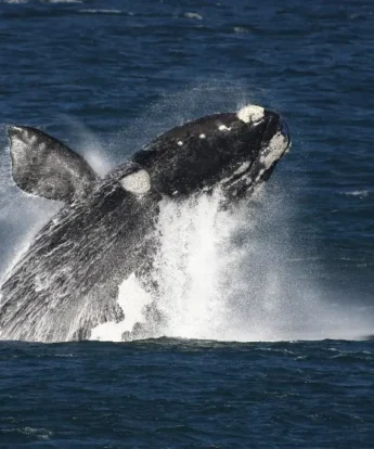 whale safaris, marine hotel, hermanus, south africa