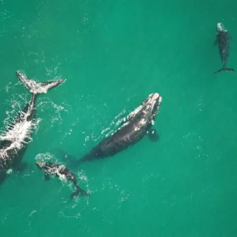 whale migration, marine hotel, hermanus, south africa