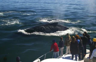whale watching, marine hotel, hermanus, south africa