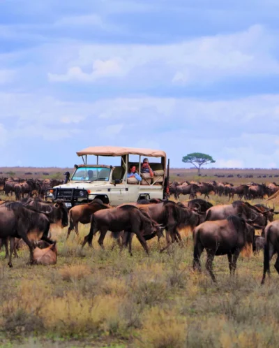 Ngorongoro camp migration views