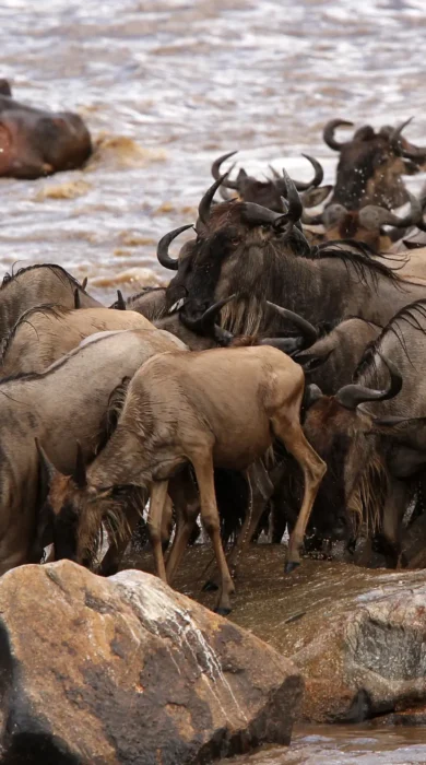 A herd of wildebeest crossing the river, watched by a submerged but observant hippo - Yellow Zebra Safari