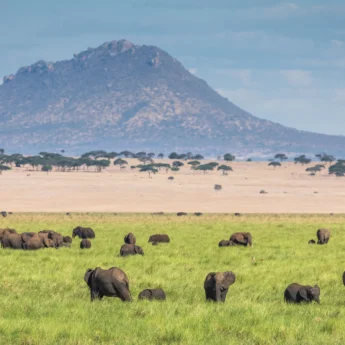 wildlife in tarangire national park, tanzania v kenya safaris