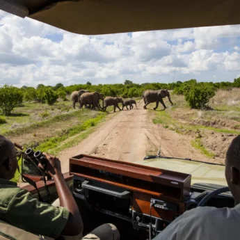 Five elephants cross the path ahead of the safari truck, Nyerere, Southern Tanzania - Yellow Zebra Safari