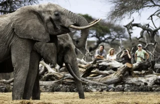 elephant safaris, Laikipia, kenya vs tanzania