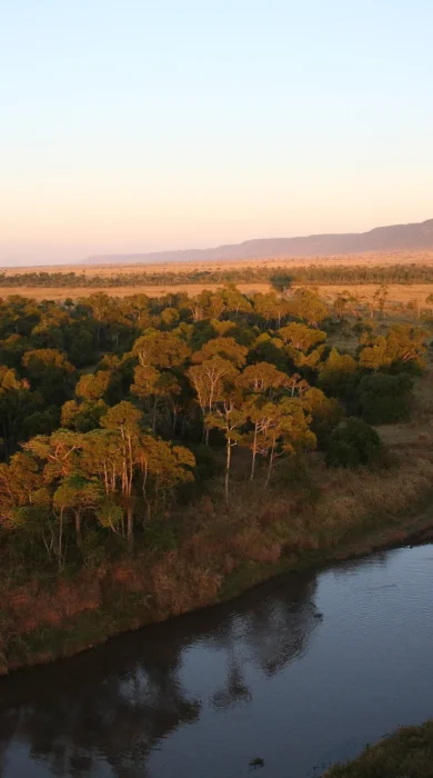 A hot air balloon rises over shrubbery at sunrise, Governors Camp, Kenya - Yellow Zebra Safaris