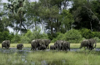Family of Elephants, Okavango Delta, Botswana
