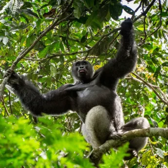Gorilla, Gorilla Trekking, Uganda