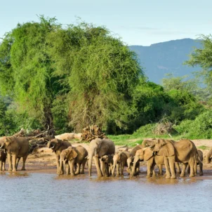 Elephant wildlife, Samburu National Park, Kenya