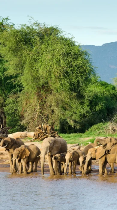 Elephant wildlife, Samburu National Park, Kenya