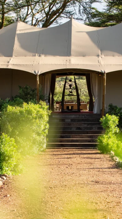 mara nyika kenya outside view yellow zebra safaris