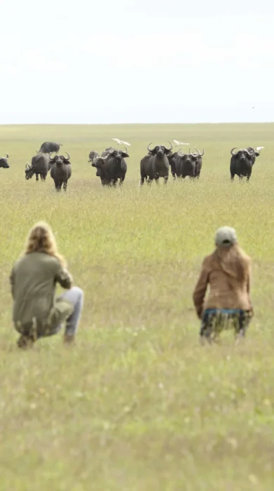 walking safari ol pejeta bush camp kenya yellow zebra safaris