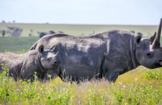 Rhino in the Lewa wildlife conservancy, Kenya safaris