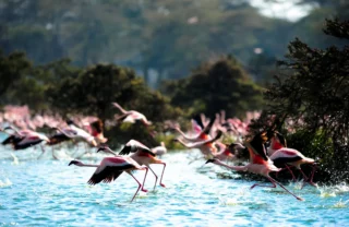 Flamingo in Lake Naivasha, Kenya safari holidays