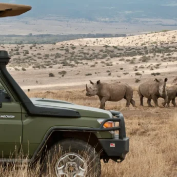 Rhino game drive, Lewa borana landscape safaris, Kenya
