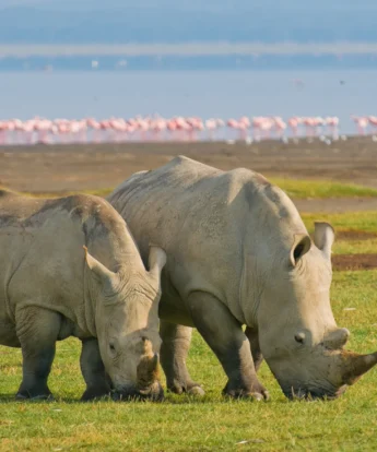 white rhino, lake Nakuru safaris, Kenya holidays