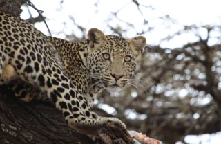 Leopard safaris in Laikipia, Kenya wildlife vacations