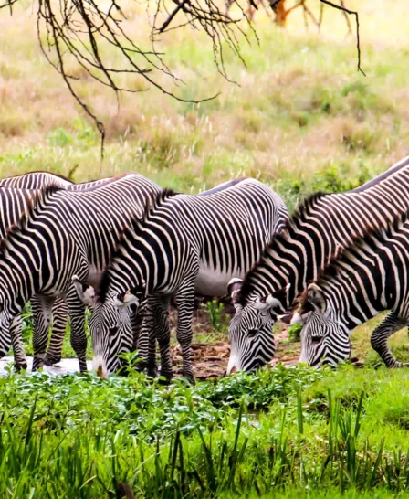 Zebra herd in Lewa borana landscape, Kenya safaris