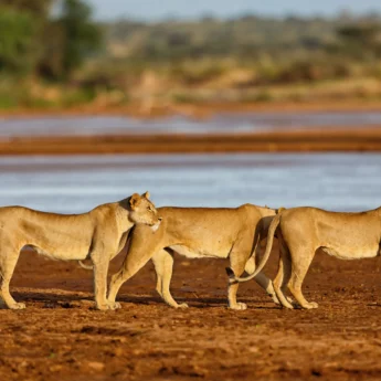 Lionesses, Samburu National Reserve, Kenya