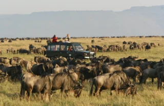 Large herd of wildebeest surround a safari vehicle on open plains, Rekero, Kenya - Yellow Zebra Safaris