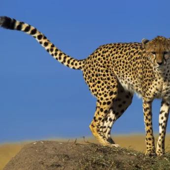 Copyright Beverly Joubert Mara Wildlife Kenya 5239
