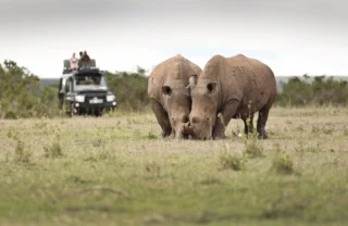 solio lodge wildlife kenya