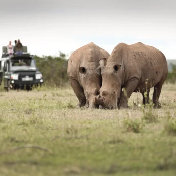 solio lodge wildlife kenya