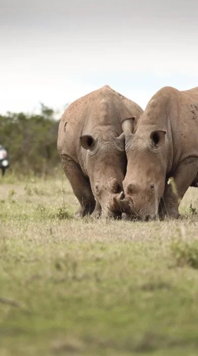 solio lodge wildlife kenya
