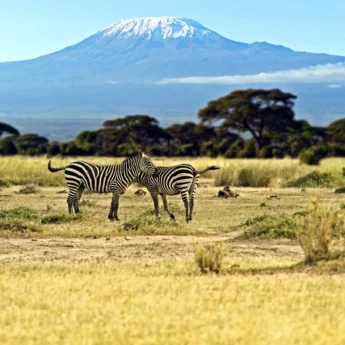 Zebra in amboseli national park, chyulu hills, Kenya safaris